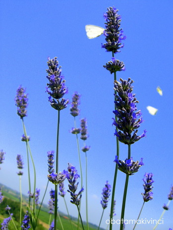 le Cavolaie dintorno alla Lavanda