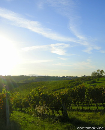 Collina di Vinci Silenzio