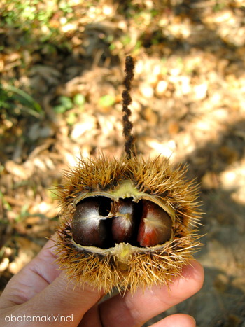 Castagne in Guscio