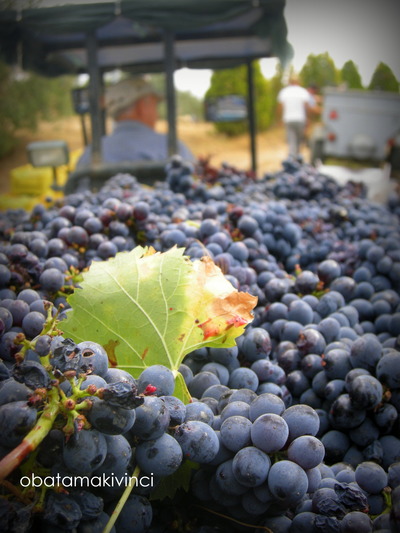 Uva Sana di Sangiovese