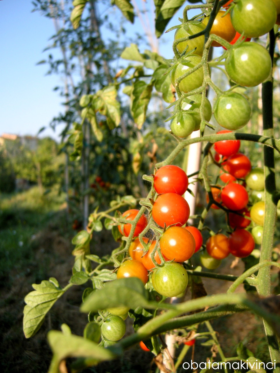 トマト Pomodori 大地の住人 ヴィンチの丘で トマト Pomodori 大地の住人 ヴィンチの丘で