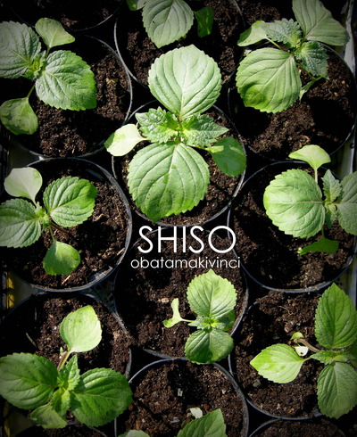 Pianta di Shiso Aprire