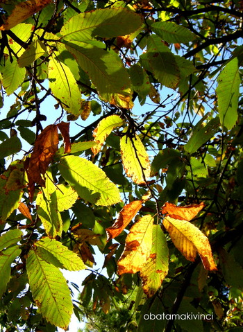 Fglie di Castagne Giallo e Verde