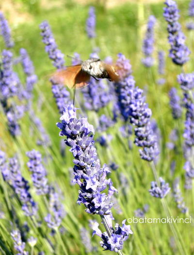 Lavanda con una Farfalla