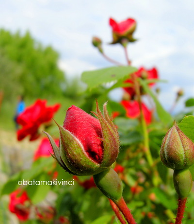 Boccioli di Rose