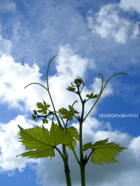 al Cielo