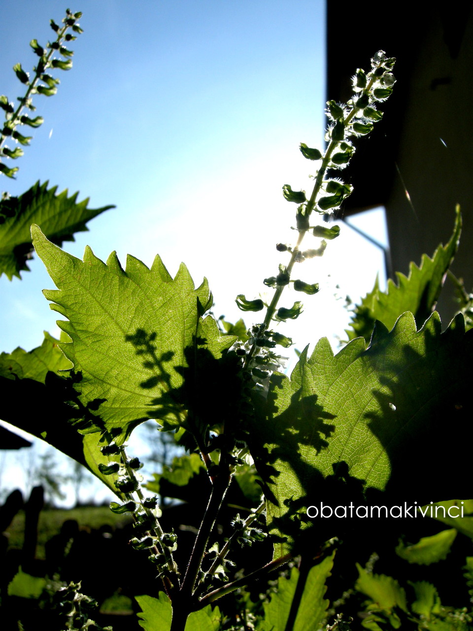 スポーツの秋 保存の秋 Conservare Il Shiso 大地の住人 ヴィンチの丘で