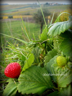 Fragole in Novembre