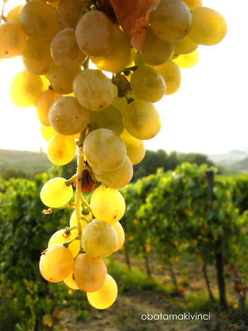 Vermentino in Vigna