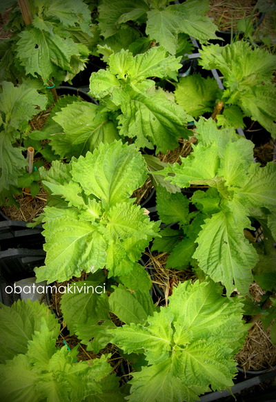 Pianta di Shiso Giugno