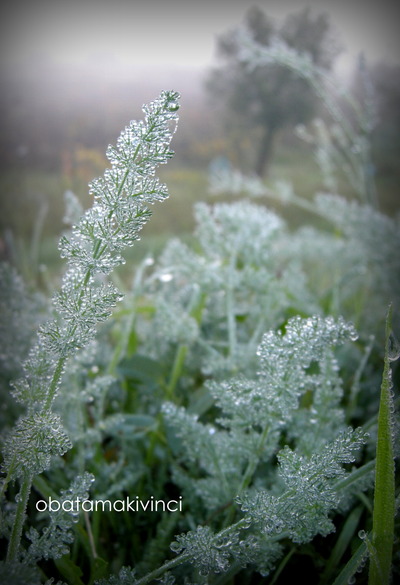 Finocchi nella Nebbia