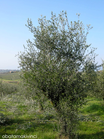 un Olivo che ho potato grosso l'anno scorso