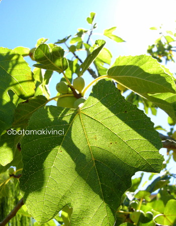 Foglie di Fico 3