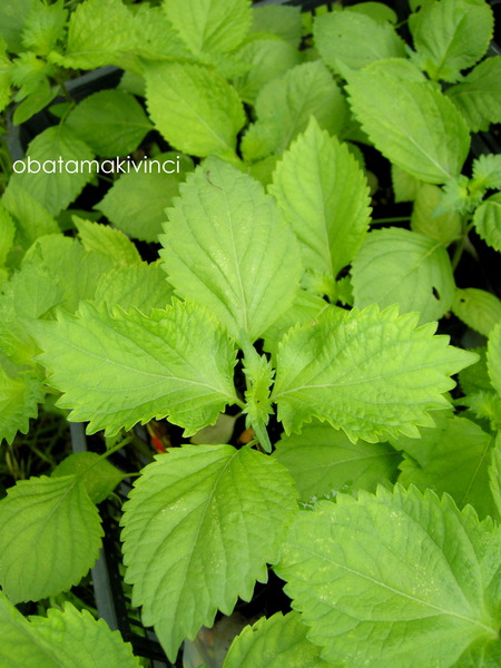 Shiso attuale