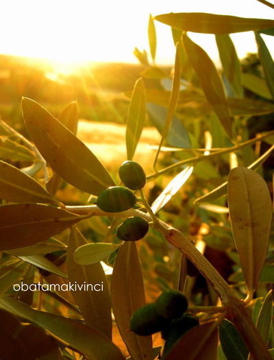 Olivo e Tramonto