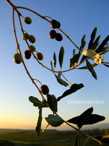 Olive sul Ramo