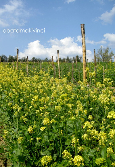 Vigna Biodinamica