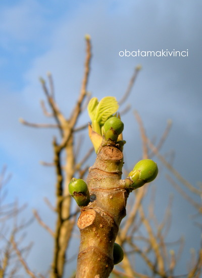 Fichi con uova