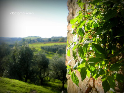 Vetriola sul muro di Vinci