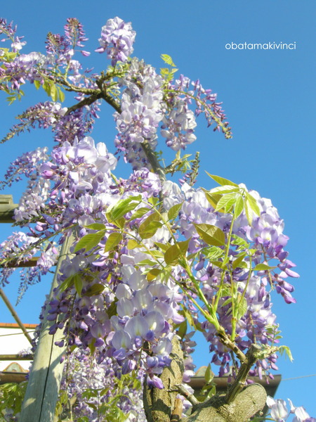 Pergola parte esterno