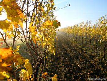 Vigneto Bianco Giallo e Nero