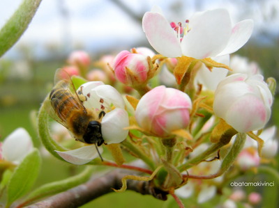 Fiori di Pesco e Ape