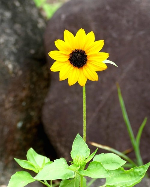 kohimawari