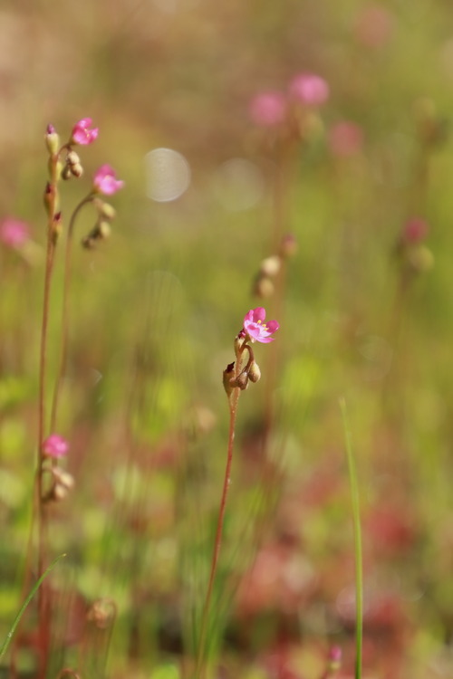トウカイコモウセンゴケ1