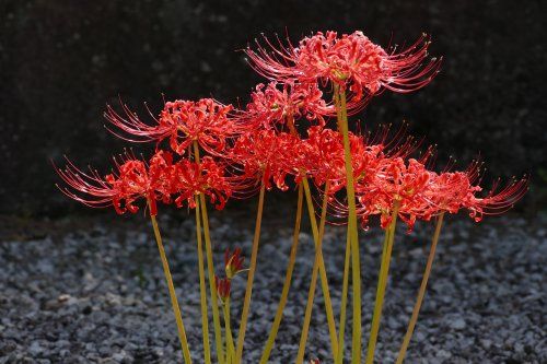 Heganbana