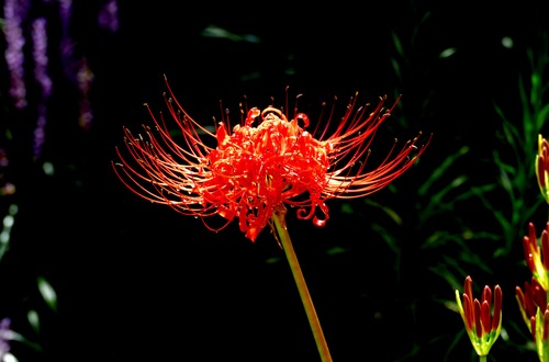 ひがんばなさん