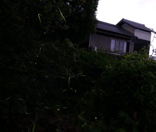 hotaru1