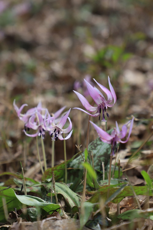 カタクリアップ5