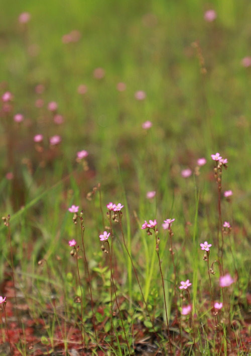 トウカイコモウセンゴケ4