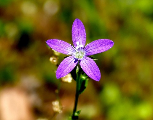 ひなききょうそう2