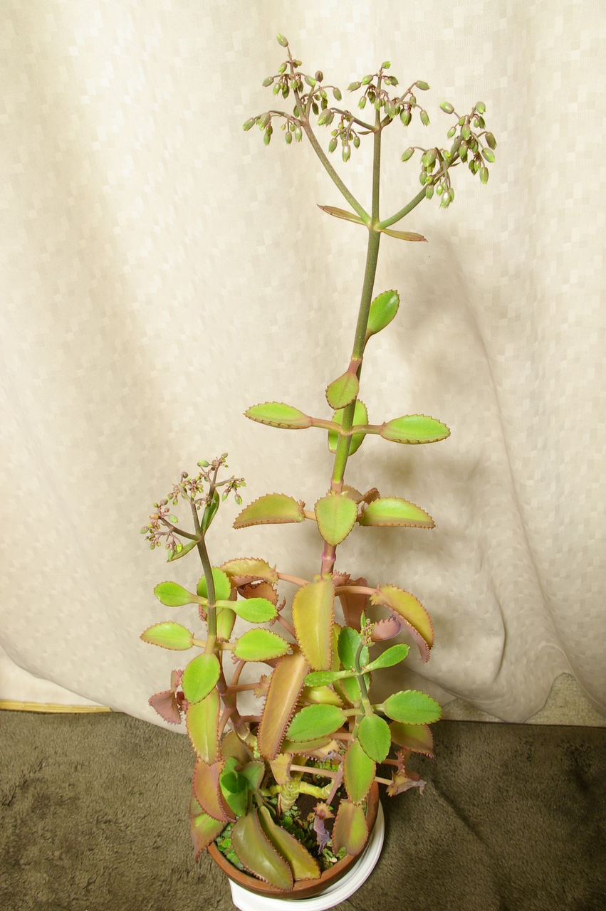子宝草の花が咲いた おばっちのブログ 子宝草の花が咲いた おばっちのブログ
