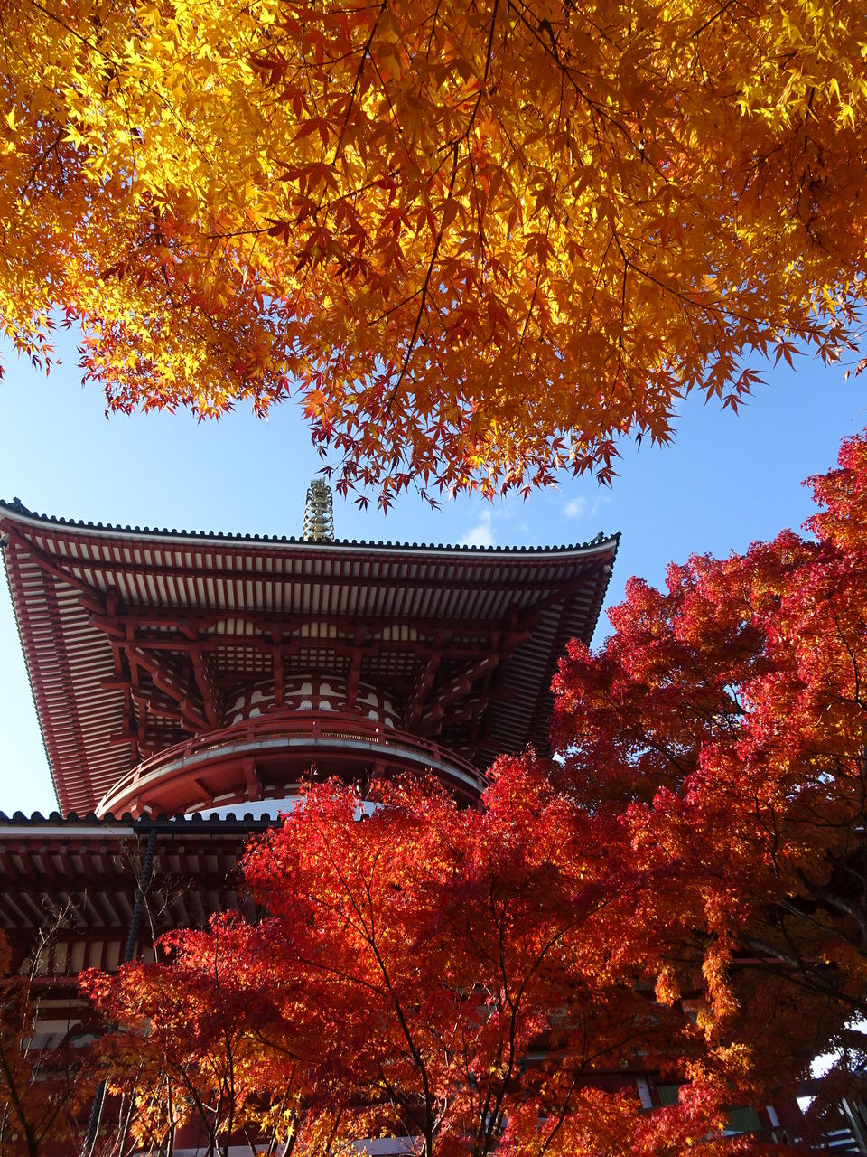 成田山新勝寺の紅葉 おばっちのブログ
