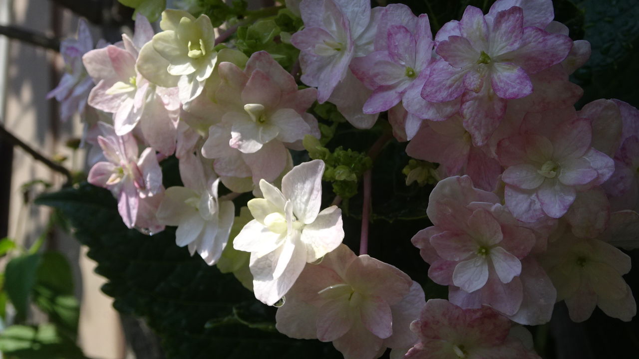 秋に咲く紫陽花の花 墨田の花火 おばっちのブログ