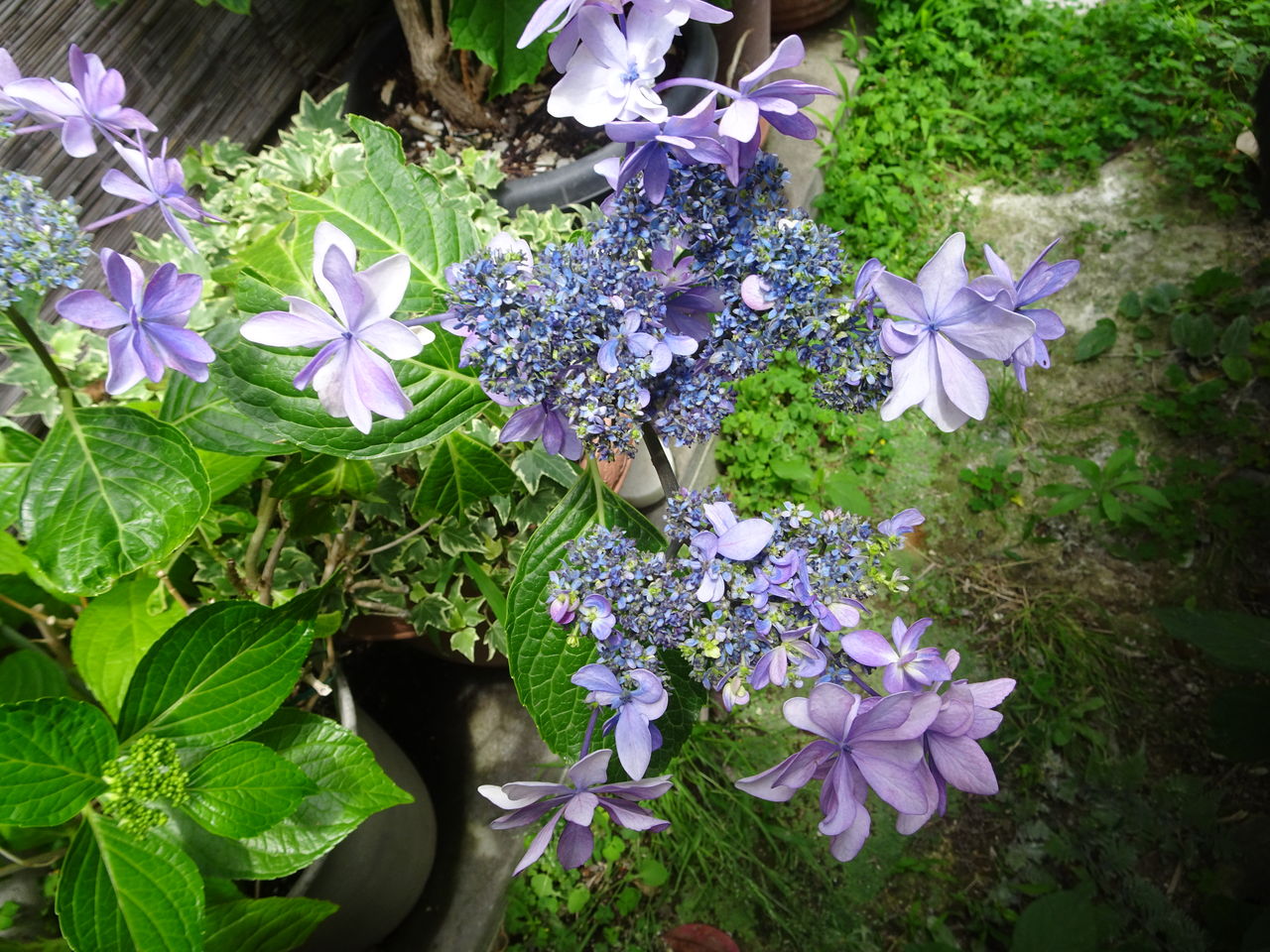 我が家の庭 紫陽花 おばっちのブログ