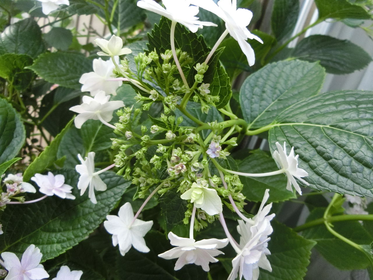 秋に咲く紫陽花 墨田の花火 おばっちのブログ