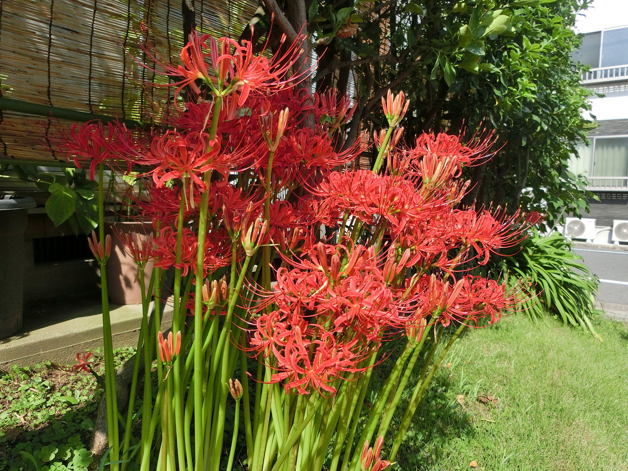 我家の庭に咲く満開の彼岸花 おばっちのブログ