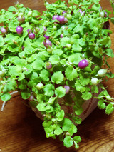 �����٥꡼