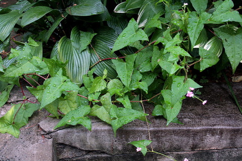 2TK89m1zJsM2gGO1513843337_1513843543 (1)