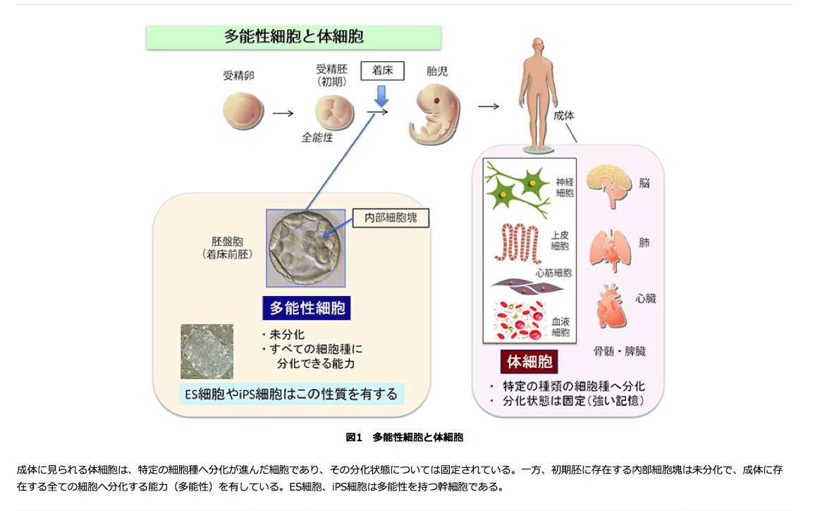 理研のstap細胞論文発表時における報道発表資料 小保方晴子さんへの不正な報道を追及する有志の会 理研のstap細胞論文発表時における報道発表資料 小保方晴子さんへの不正な報道を追及する有志の会