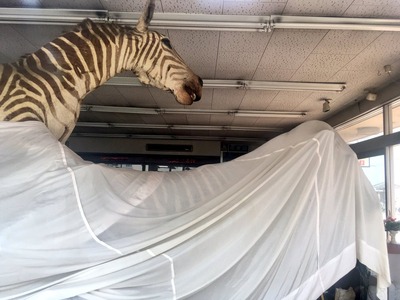 シマウマ