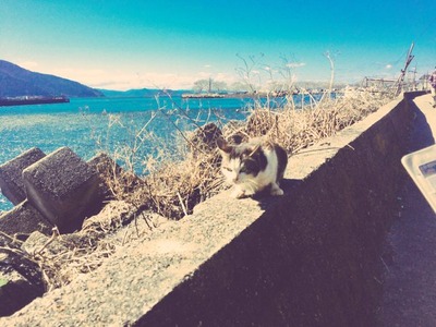 猫島