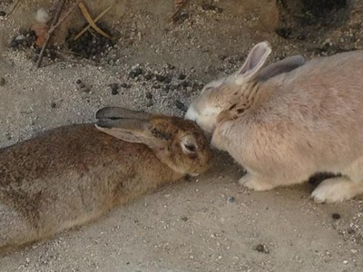 うさぎ