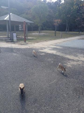 うさぎ襲来