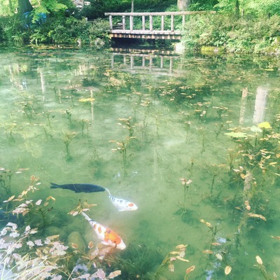 モネの池