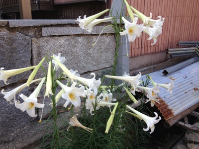 IMG_4500[1]
