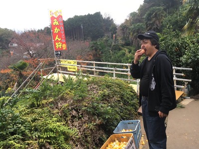 みかん狩り